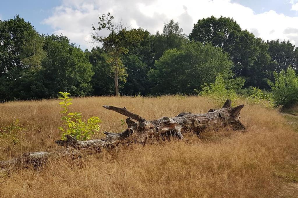 De Specht Villa Anloo Exteriör bild