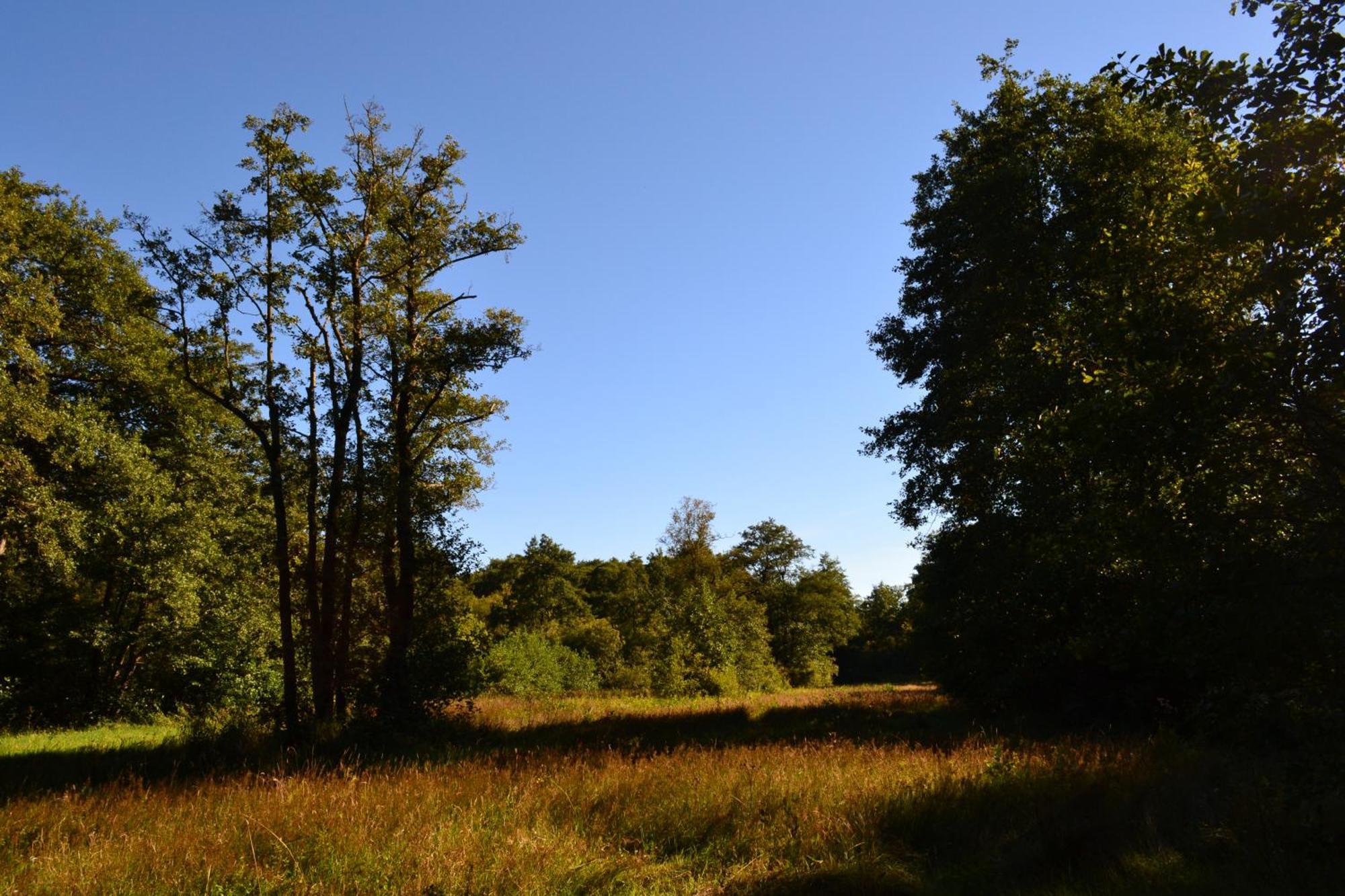 De Specht Villa Anloo Exteriör bild