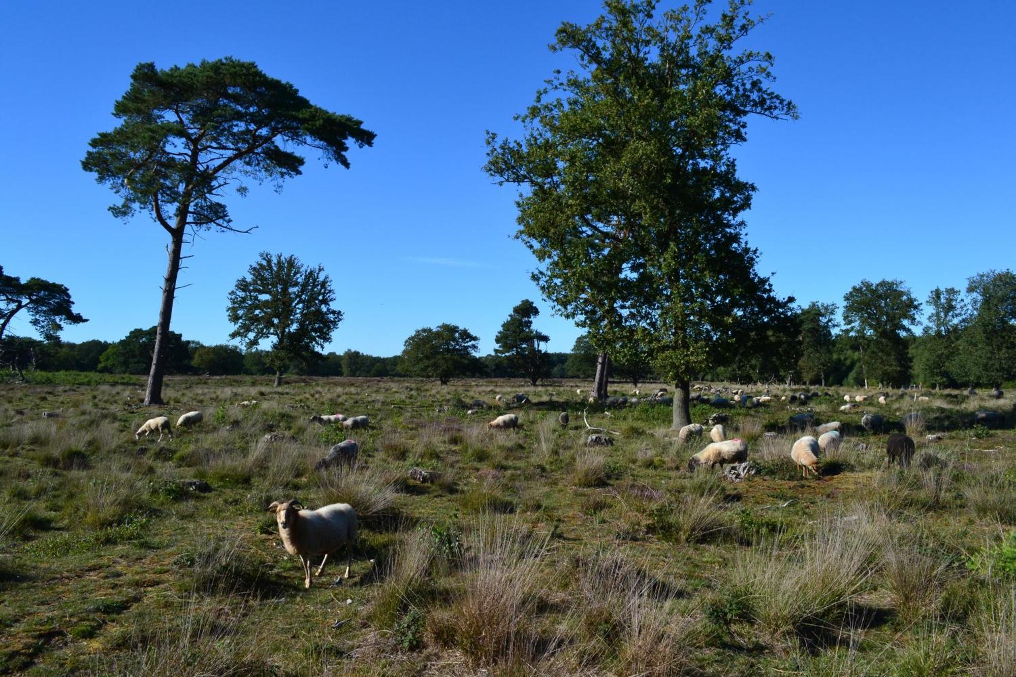 De Specht Villa Anloo Exteriör bild