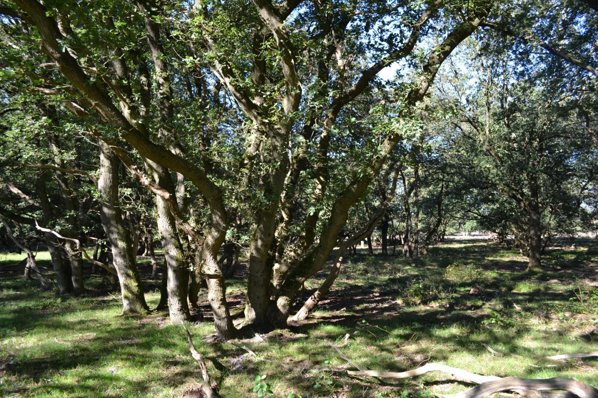 De Specht Villa Anloo Exteriör bild